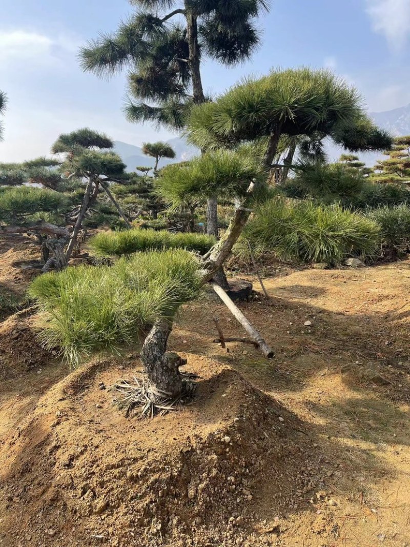 造型景观松，造型油松，黑松，赤松，迎客松等工程用树