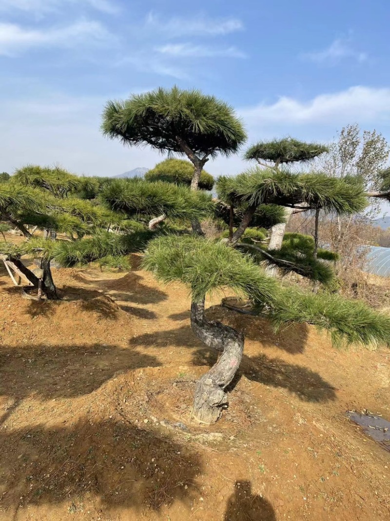 造型景观松，造型油松，黑松，赤松，迎客松等工程用树