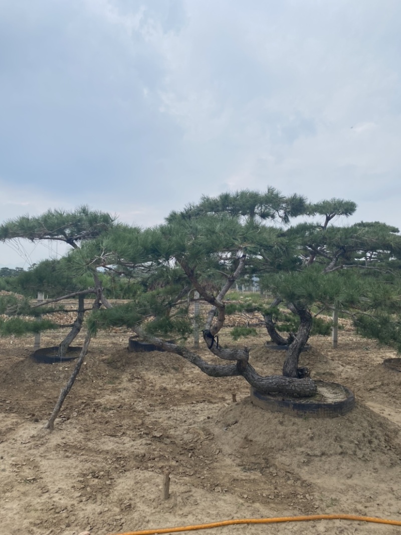造型景观松，造型油松，黑松，赤松，迎客松等工程用树