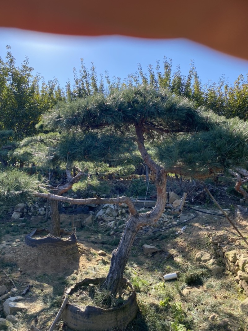 造型景观松，造型油松，黑松，赤松，迎客松等工程用树