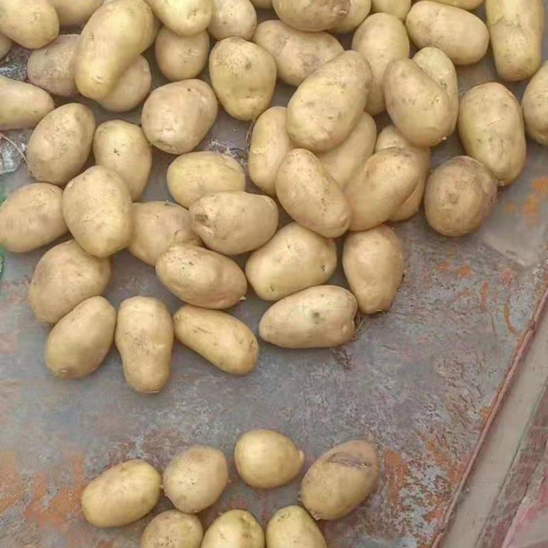 山东冷库土豆大量现货出售，产地直销，货源充足，全国发货