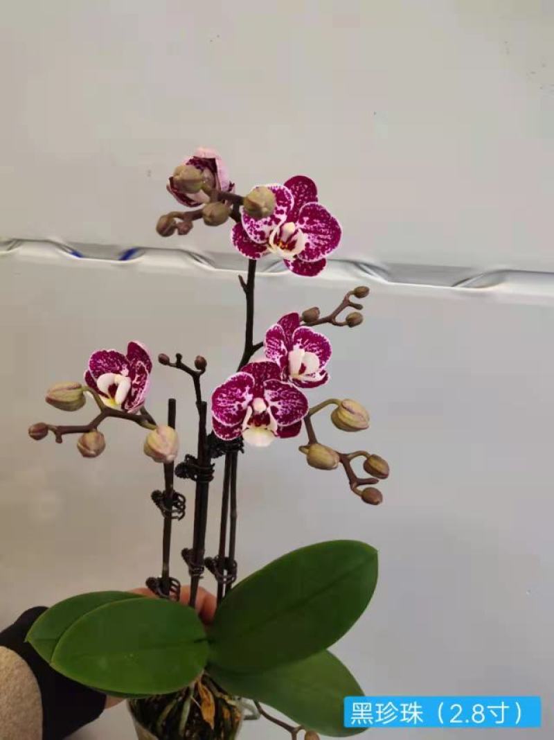 黑珍珠2.8寸特级双梗三梗混装蝴蝶兰盆花