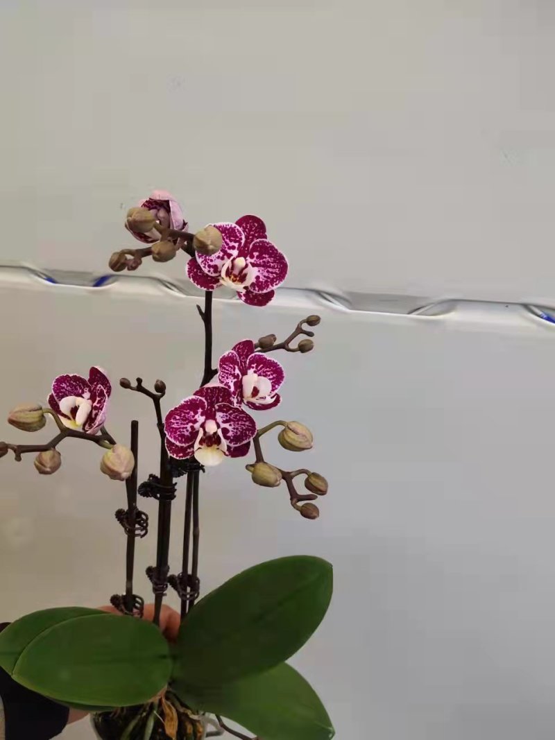 黑珍珠2.8寸特级双梗三梗混装蝴蝶兰盆花