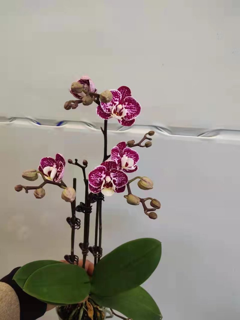 黑珍珠2.8寸特级双梗三梗混装蝴蝶兰盆花