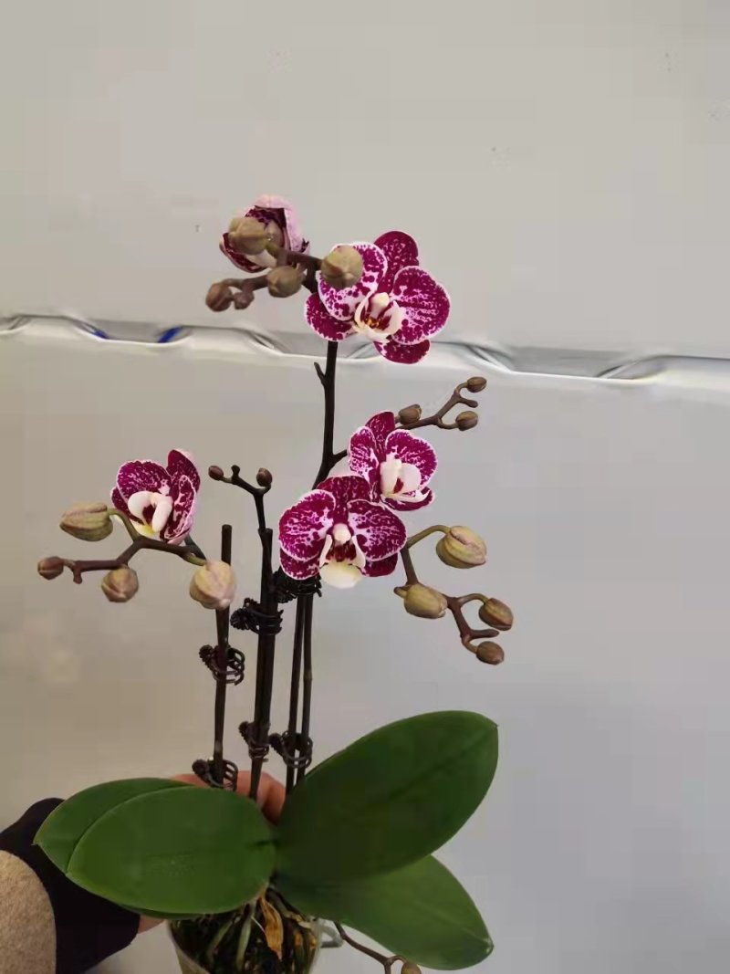 黑珍珠2.8寸特级双梗三梗混装蝴蝶兰盆花