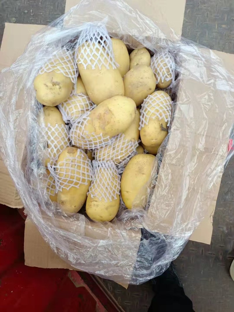 山东冷库黄心土豆荷兰十五V7土豆大量供应，货源充足，