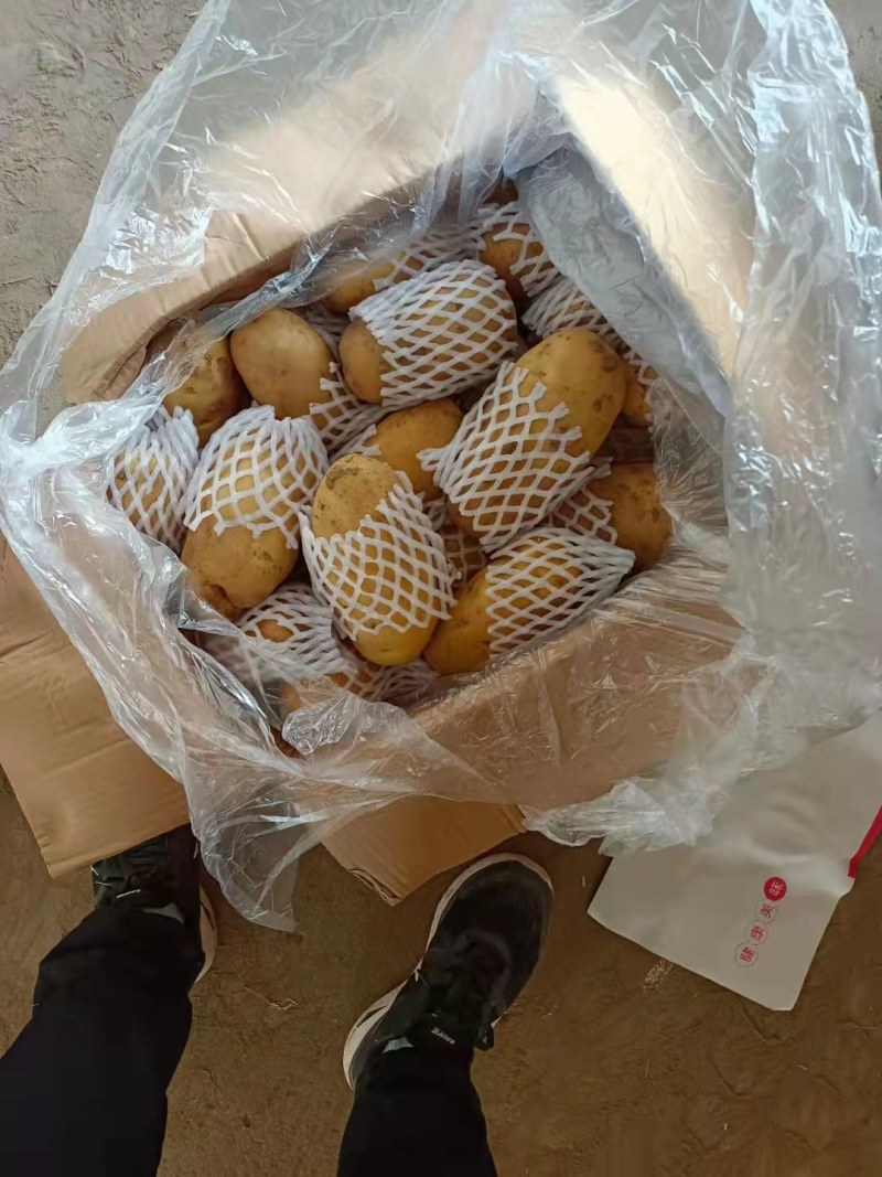 山东冷库黄心土豆荷兰十五V7土豆大量供应，货源充足，