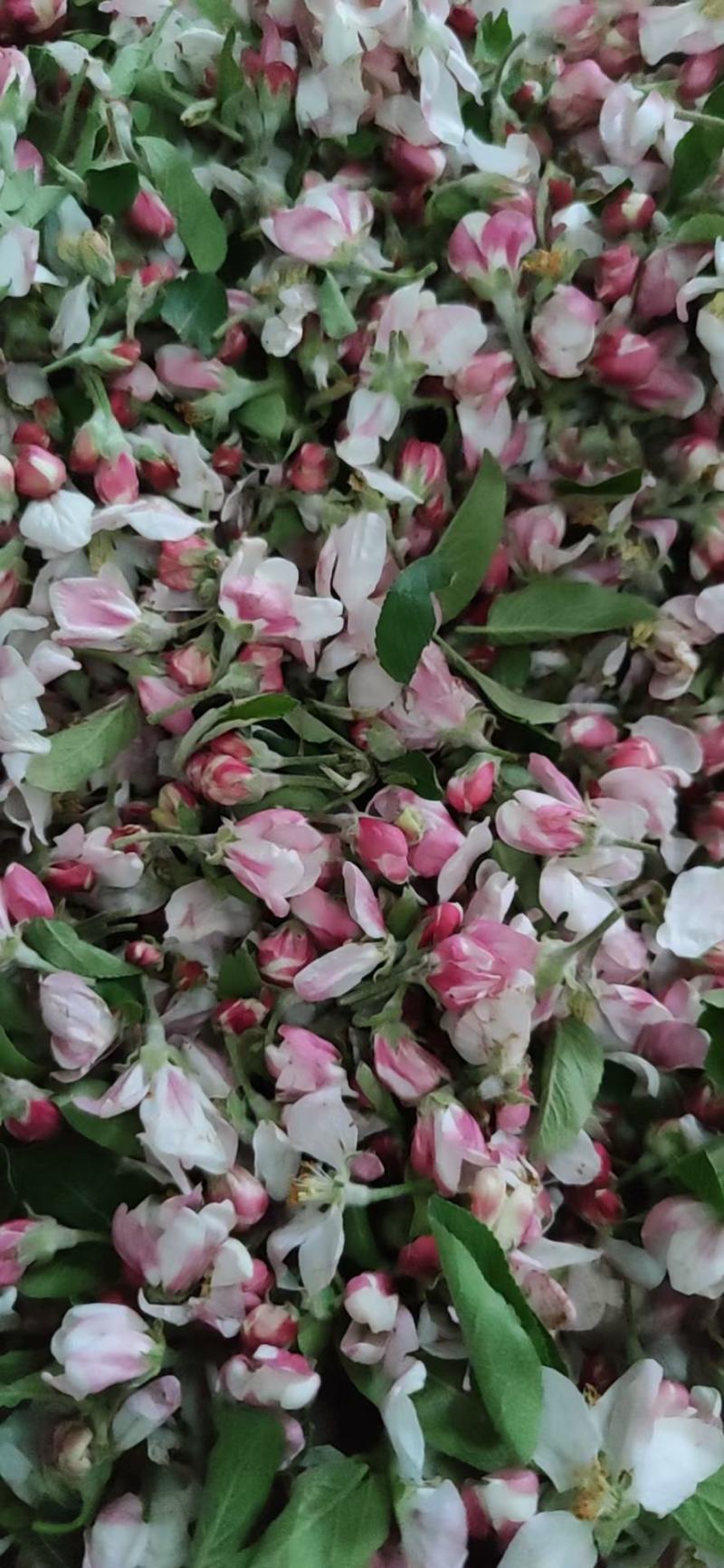 苹果花粉，苹果花粉加工高活性花药，毛粉