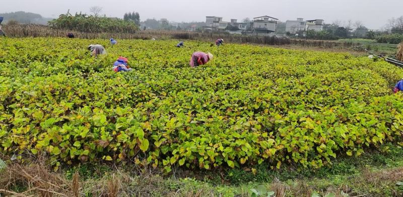 广西精品桑树苗成活率高规格齐全免费技术指导可实地考察