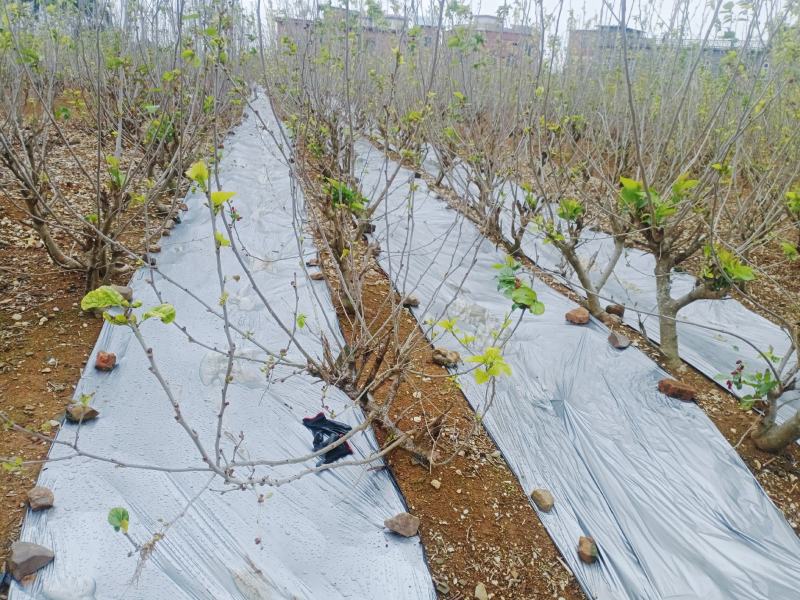 广西精品桑树苗成活率高规格齐全免费技术指导可实地考察