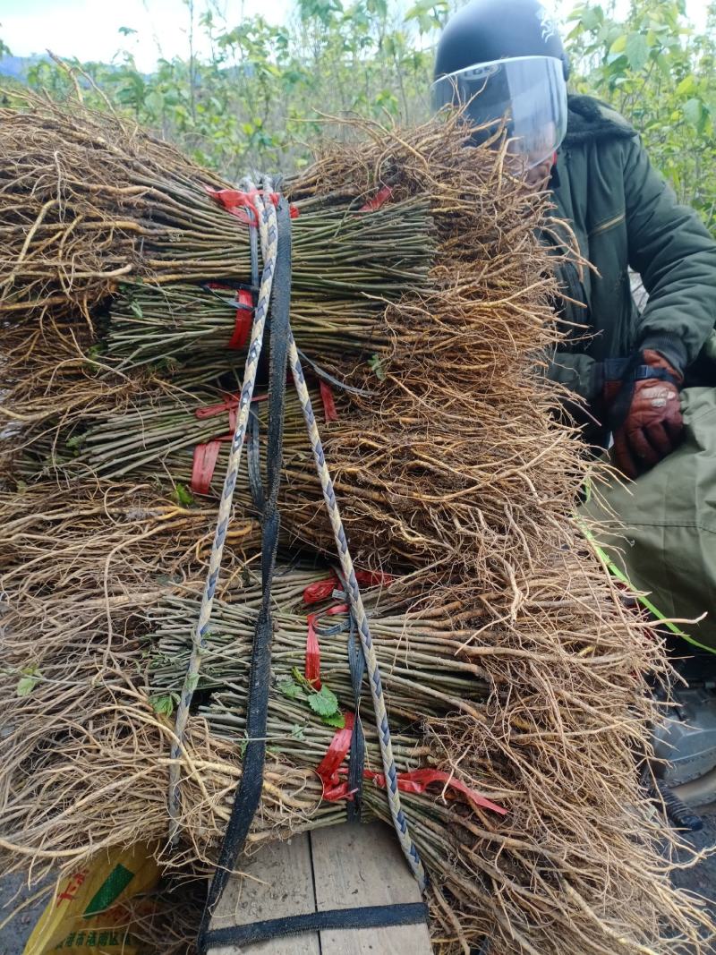 广西精品桑树苗成活率高规格齐全免费技术指导可实地考察