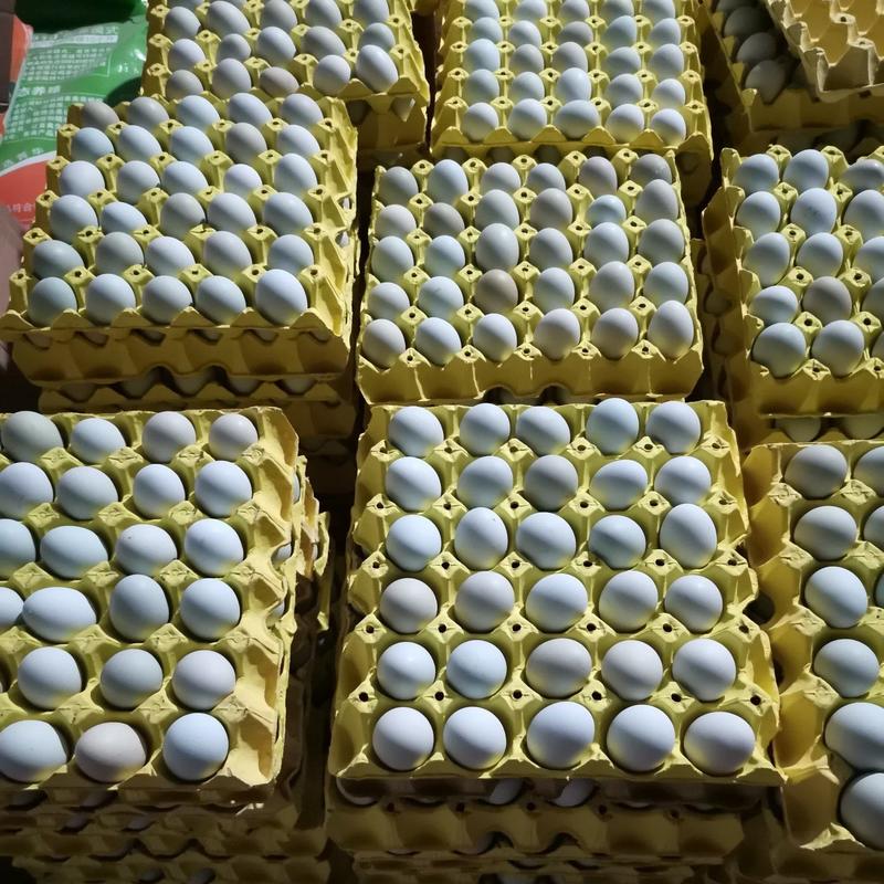 双色精品480枚包装绿壳鸡蛋/乌鸡蛋/绿壳土鸡蛋