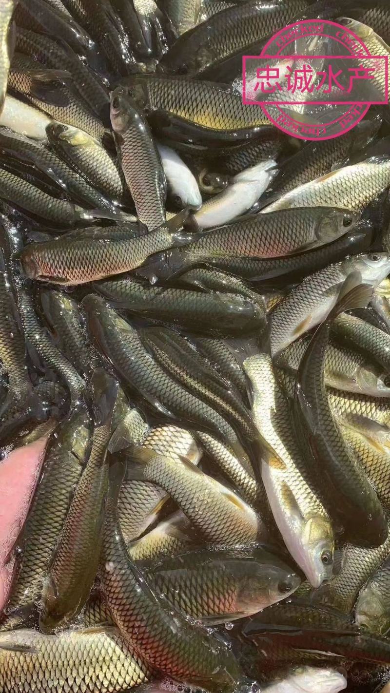 批发纯正草鱼苗抗病力强！生长速度快！价格优惠！