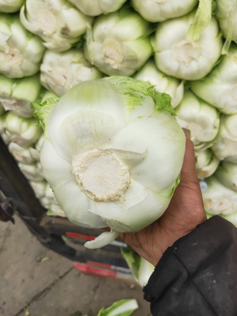 代购代销各种精品疏菜，需要的老板联系