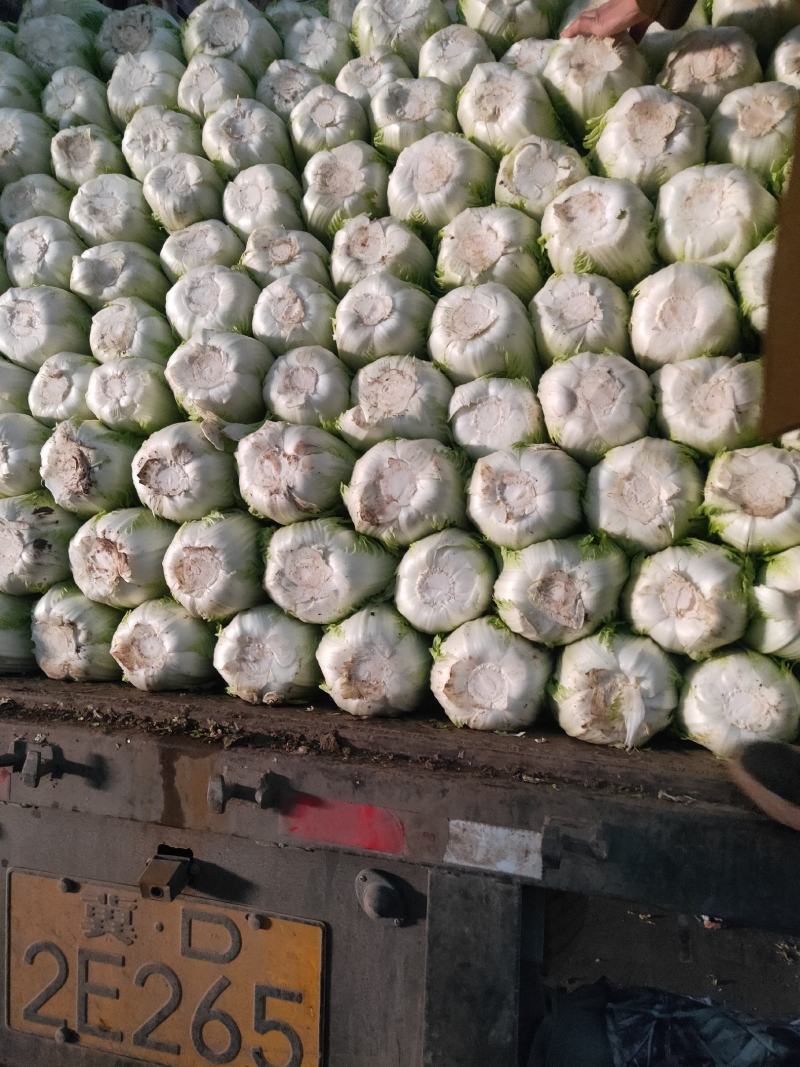 代购代销各种精品疏菜，需要的老板联系