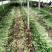 夏邑芹菜西芹大量上市中，大棚蔬菜产地直发量大从优一手货源