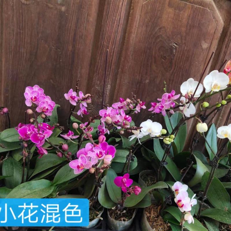 小花混色3.5寸+2.8寸混级高度30-50公分