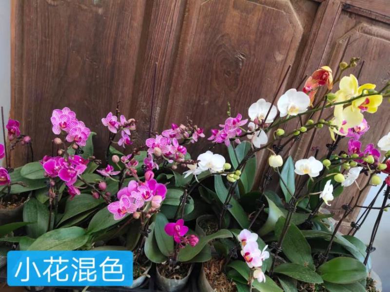 小花混色3.5寸+2.8寸混级高度30-50公分