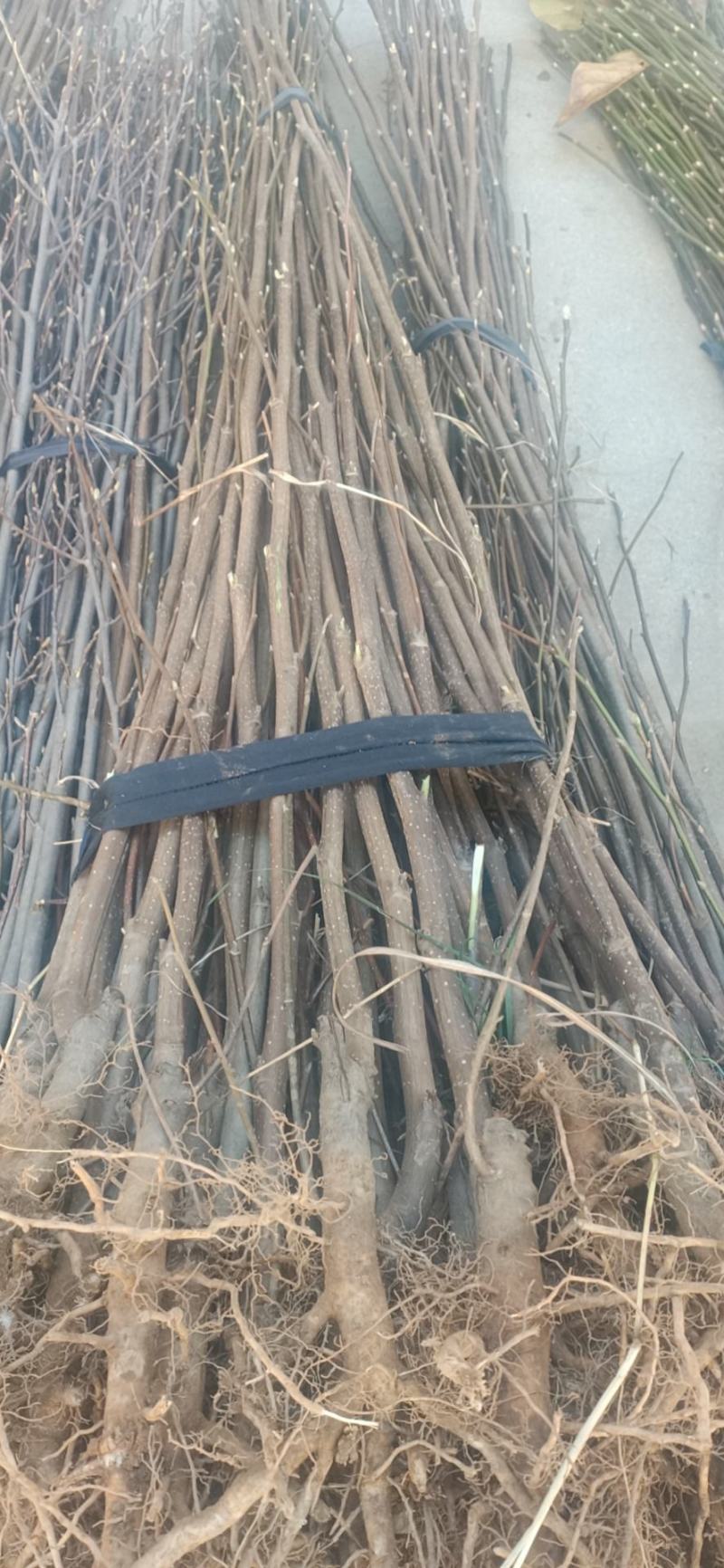 河南南阳玉兰，红玉兰，紫玉兰，正宗玉兰