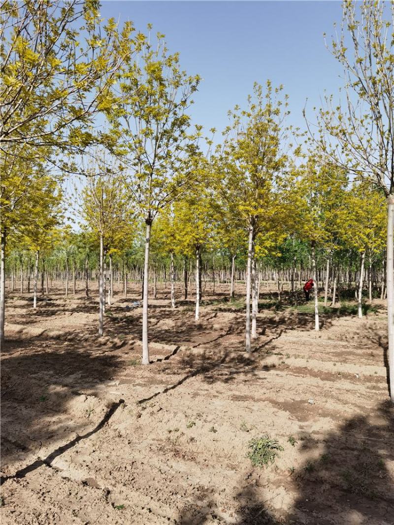 8-9-10公分金叶白蜡保定金叶白蜡基地欢迎考察
