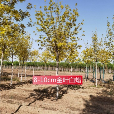 8-9-10公分金叶白蜡保定金叶白蜡基地欢迎考察