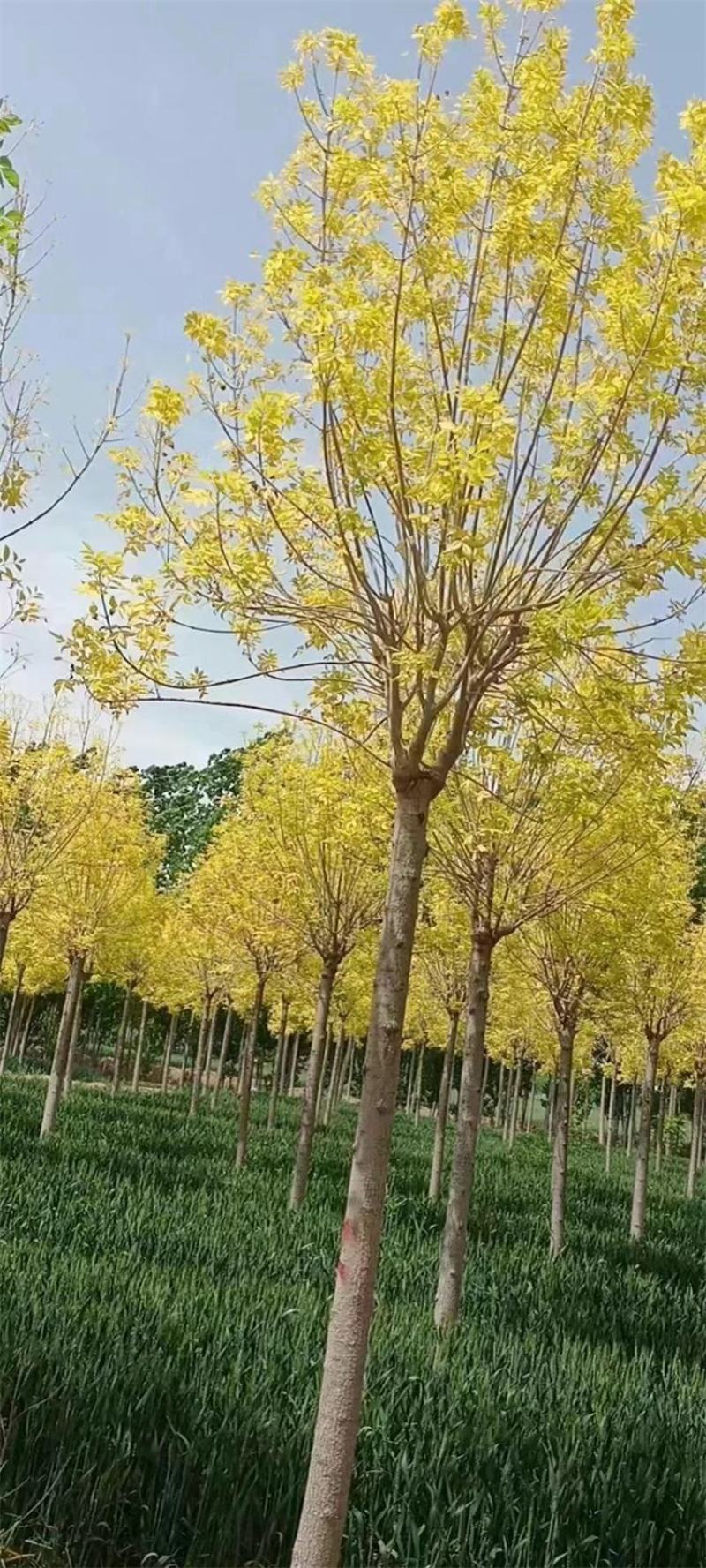 10-11-12公分金叶白蜡保定工程苗欢迎考察