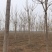 10-11-12公分千头椿城市行道树根系发达