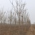 10-11-12公分千头椿城市行道树根系发达