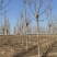 10-11-12公分千头椿城市行道树根系发达