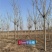 10-11-12公分千头椿城市行道树根系发达