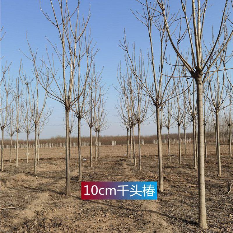 10-11-12公分千头椿城市行道树根系发达
