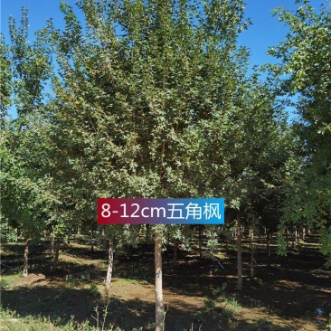 河北五角枫8-9-10公分五角枫城市绿化保证质量