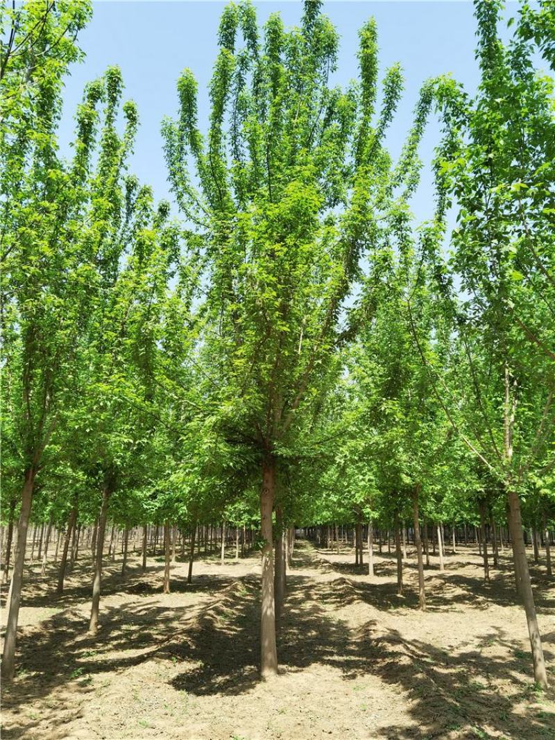 河北复叶槭8-9-10公分复叶槭景观苗木品种齐全