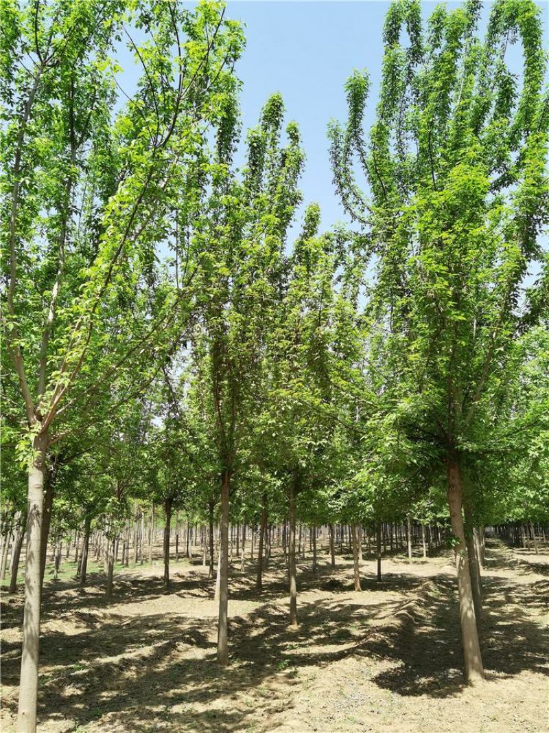 河北复叶槭8-9-10公分复叶槭景观苗木品种齐全