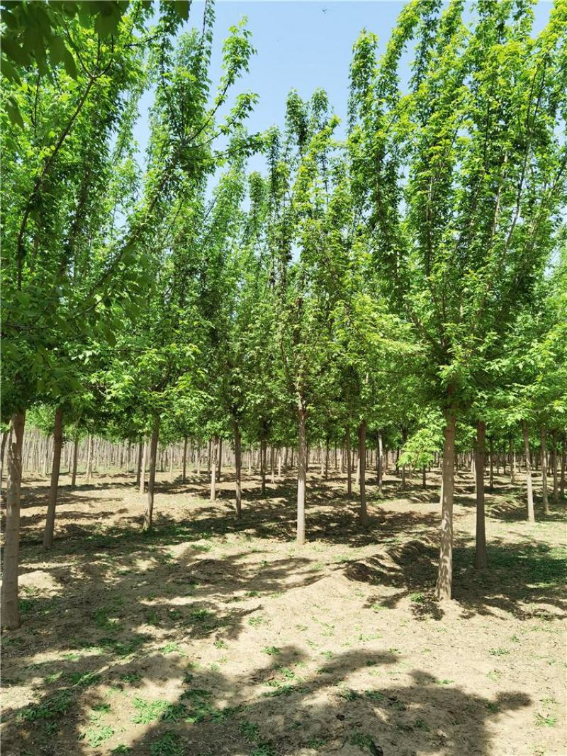 河北复叶槭8-9-10公分复叶槭景观苗木品种齐全