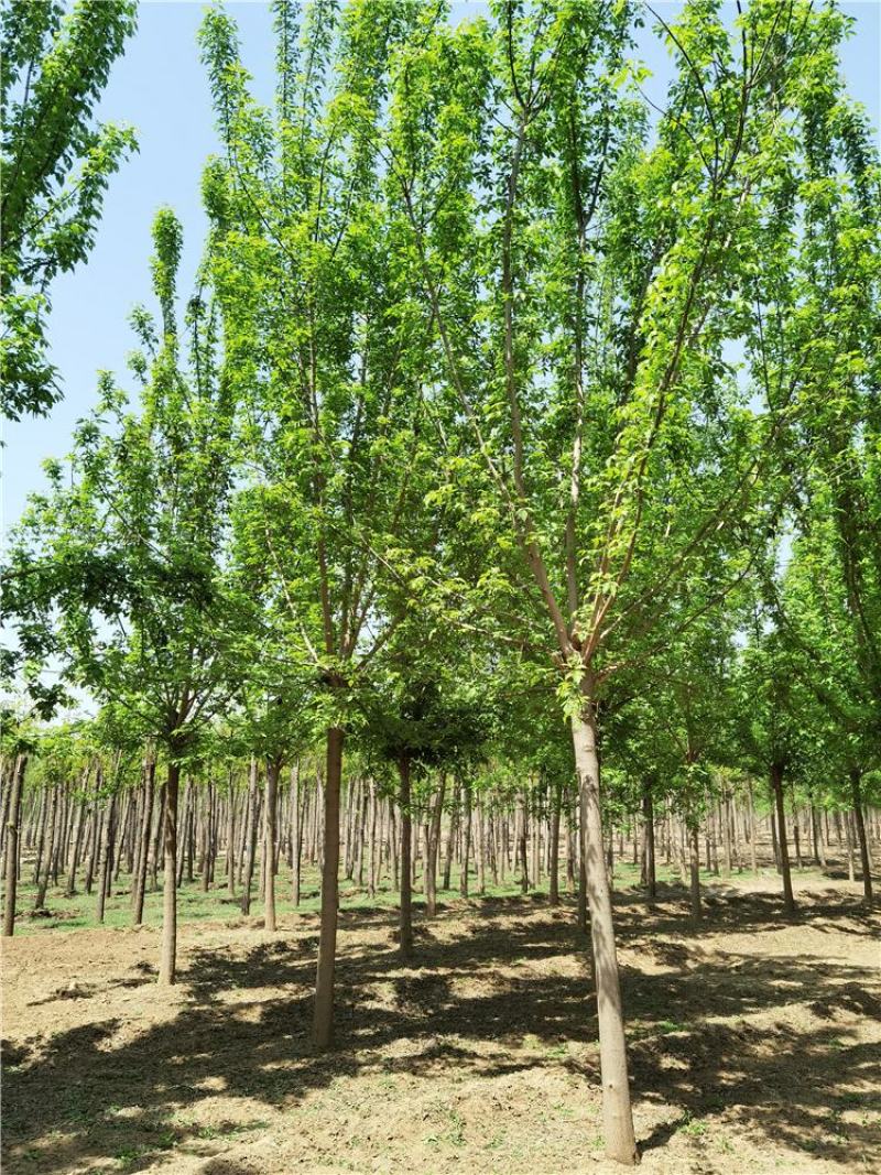 河北复叶槭8-9-10公分复叶槭景观苗木品种齐全