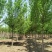河北复叶槭8-9-10公分复叶槭景观苗木品种齐全