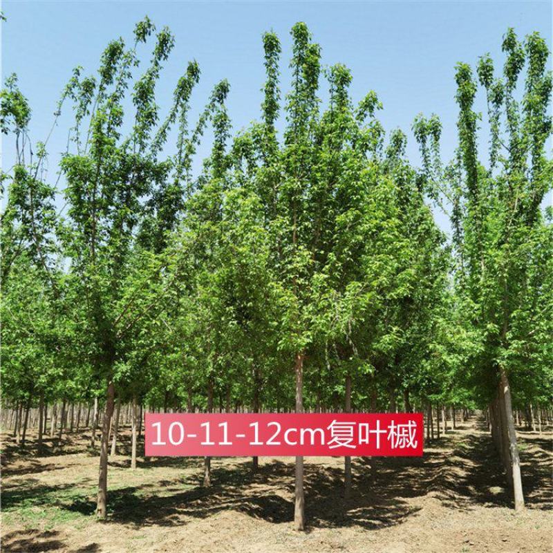 河北复叶槭10-11-12公分复叶槭园林绿化量大优惠