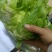 儿菜