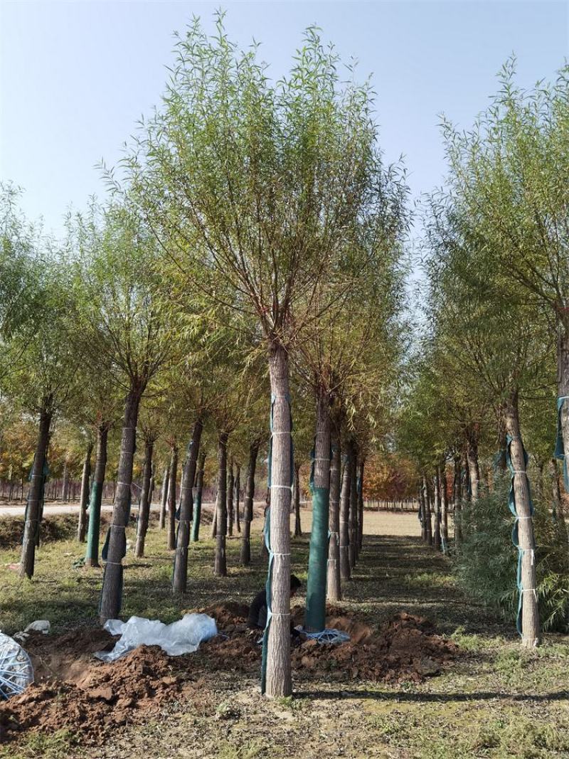 保定馒头柳12-13-14公分馒头柳工程苗土球完好