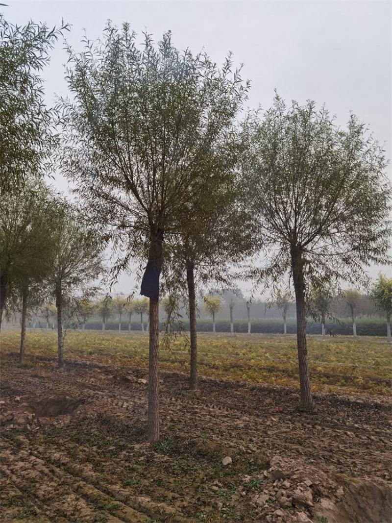 保定馒头柳12-13-14公分馒头柳工程苗土球完好