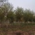 保定馒头柳12-13-14公分馒头柳工程苗土球完好