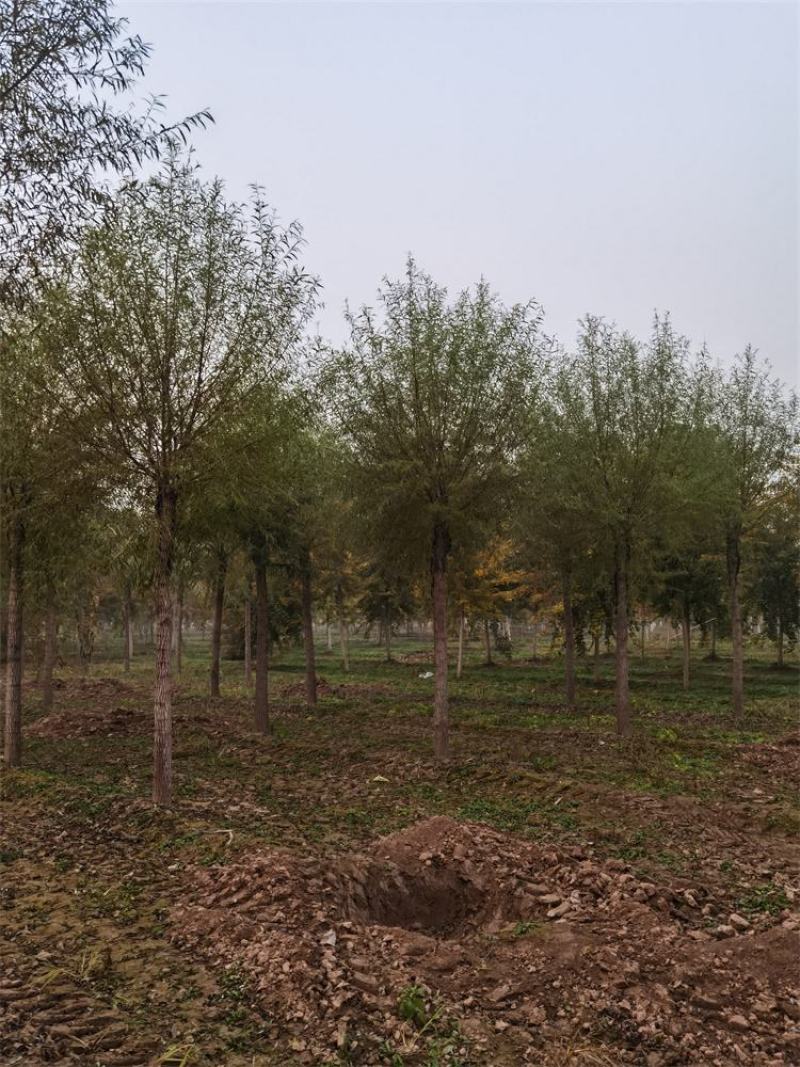 保定馒头柳12-13-14公分馒头柳工程苗土球完好