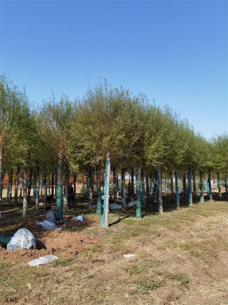 保定馒头柳12-13-14公分馒头柳工程苗土球完好