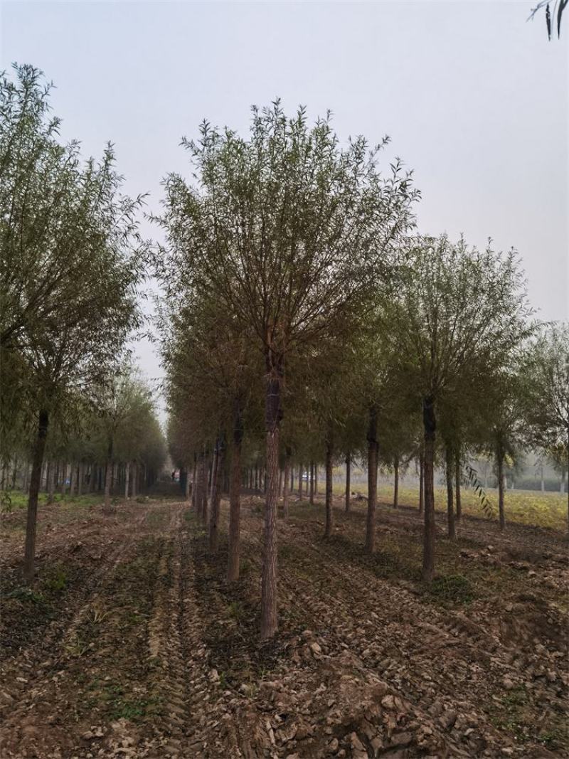 保定馒头柳12-13-14公分馒头柳工程苗土球完好