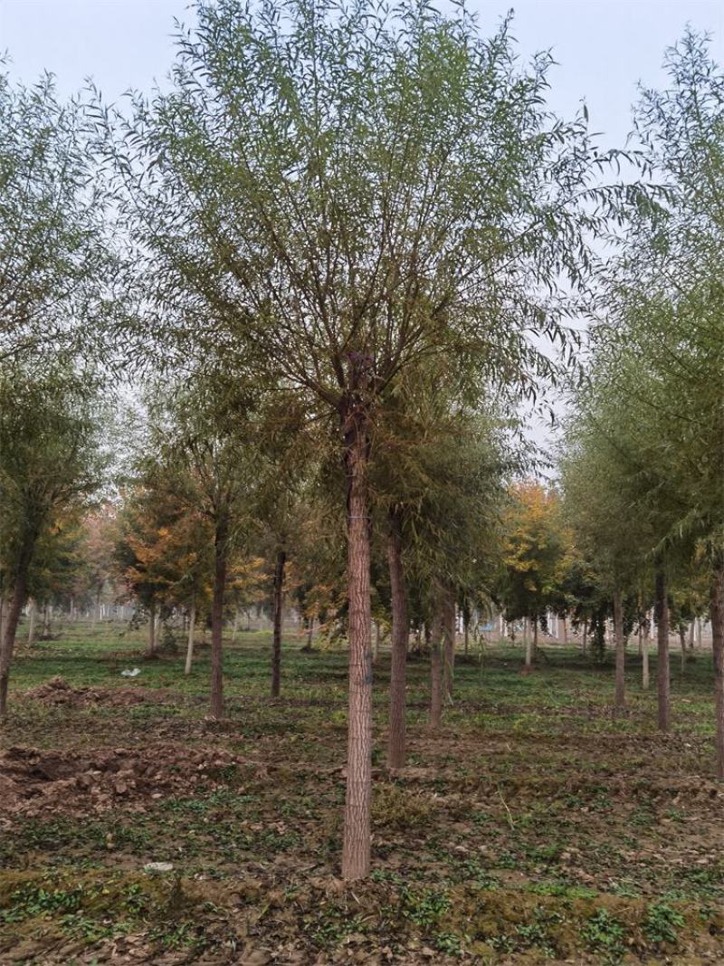 保定馒头柳12-13-14公分馒头柳工程苗土球完好