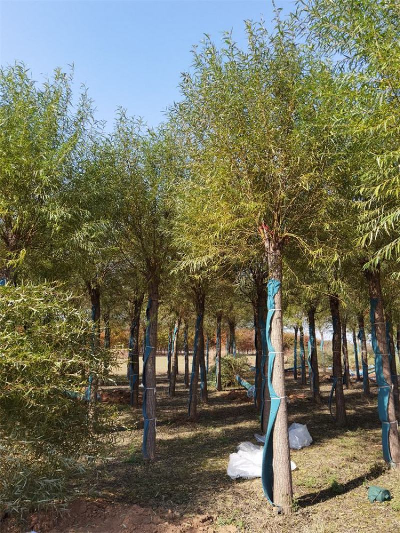 保定馒头柳12-13-14公分馒头柳工程苗土球完好