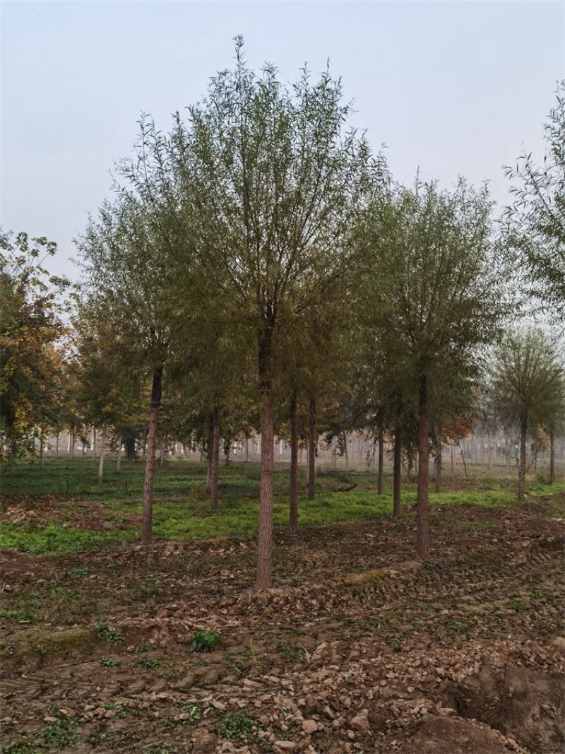 保定馒头柳12-13-14公分馒头柳工程苗土球完好
