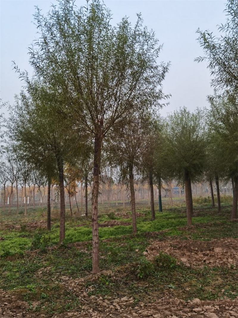 保定馒头柳12-13-14公分馒头柳工程苗土球完好