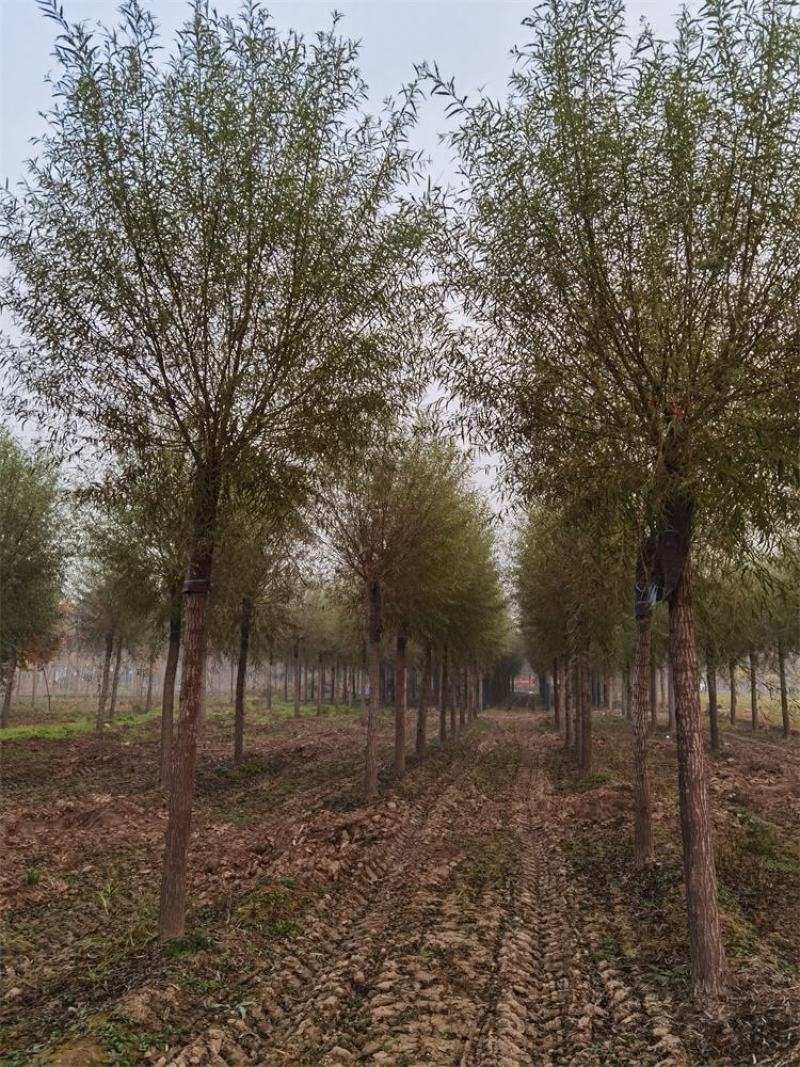 保定馒头柳12-13-14公分馒头柳工程苗土球完好